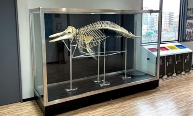 骨格標本展示用の大型ケースを製作